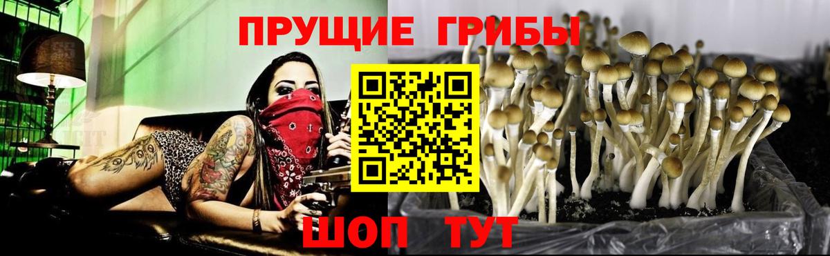 Саки  Галлюциногенные грибы ЛСД  Вход с VPN  Галлюциногенные грибы прущие грибы 